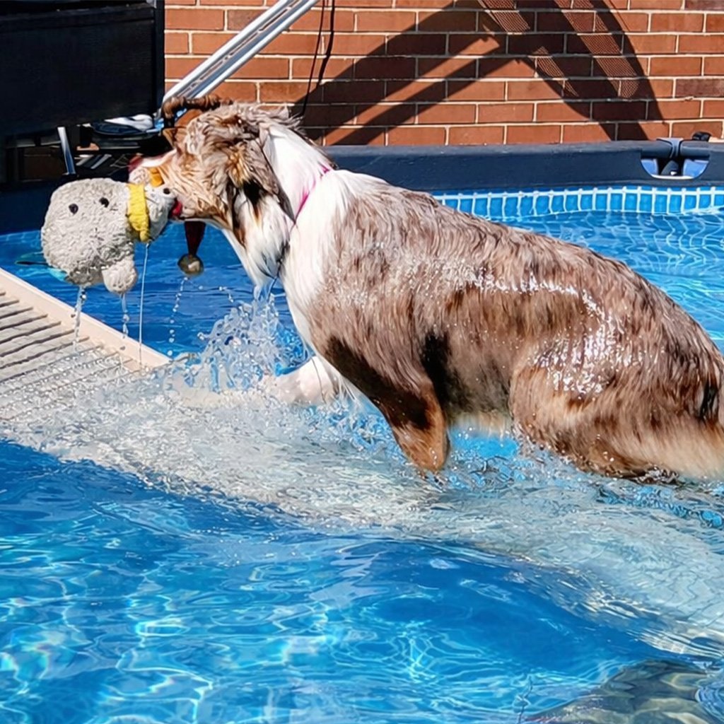 Havuzda-yuzen-kopek-havuz-suyunda-evcil-hayvan-kullanimi