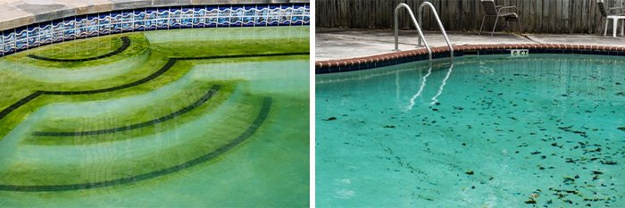 Havuz suyunda yeşil yosun: taban ve duvarda yaygın yosunlaşma görünümü