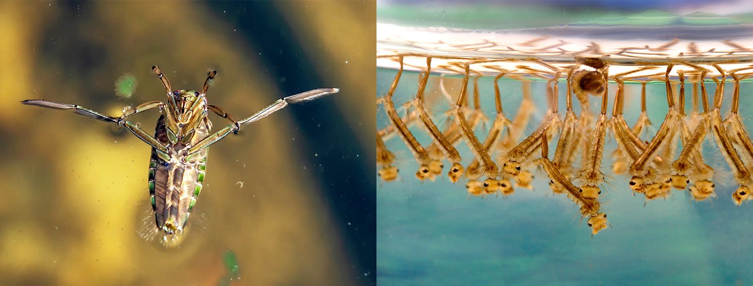 havuz-suyunda-gorulen-su-kayikcisi-bocegi-ve-sivrisinek-larvasi