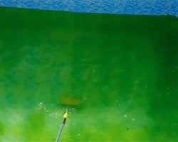 havuz-yuzey-fircalama-yosun-temizligi