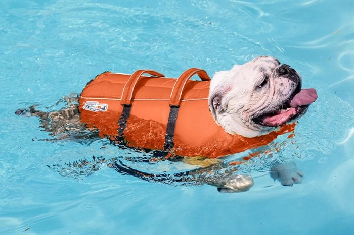 havuzda-yuzen-kopek-icin-yuzdurme-yelegi-ile-guvenli-evcil-hayvan-yuzmesi