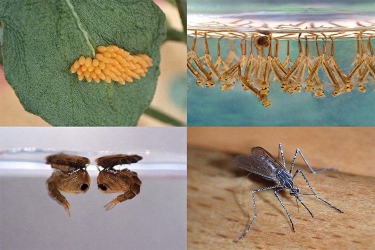 sivrisinek-yasam-dongusu-yumurta-larva-pupa-ve-eriskin-asamalari-durgun-suda-ureme