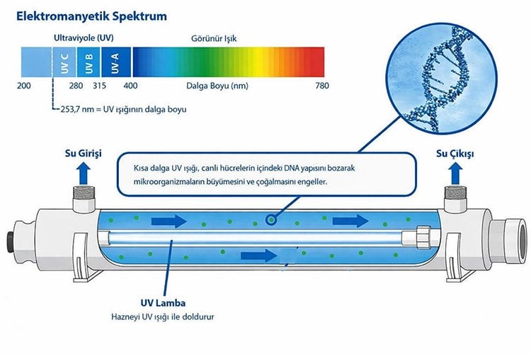uv-c-isigi-ile-havuz-suyu-dezenfeksiyonu-ve-mikroorganizma-dna-hasarini-gosteren-sema
