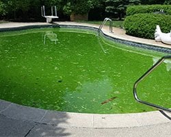 yesil-yosunlu-havuz-suyu-alg-problem