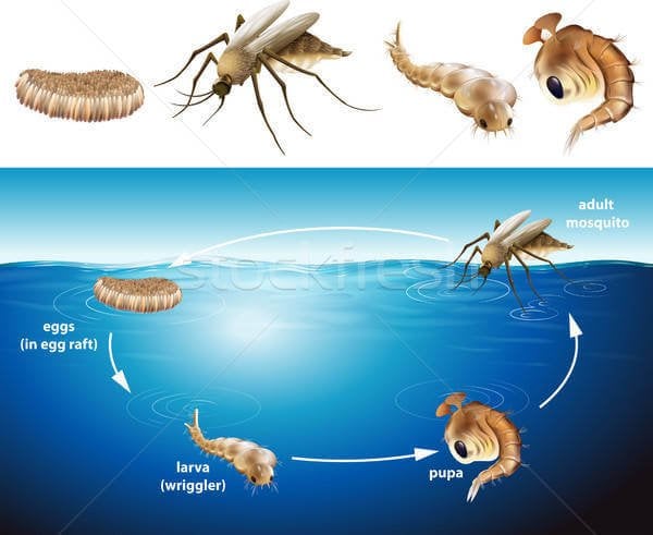 larva nedir neden olur