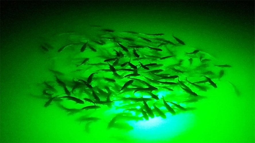 Gece balık avında suya indirilen yeşil LED ışığın oluşturduğu aydınlık alan ve ışık-karanlık sınırında yem balığı hareketi