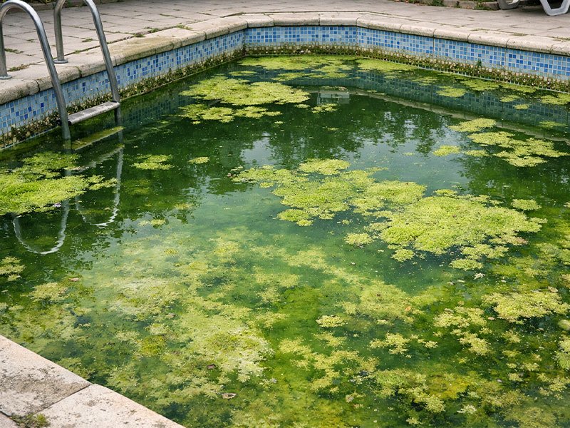 havuzda-yesil-yosun-olusumu-bakimsiz-ve-kirli-havuz-suyu-gorunumu