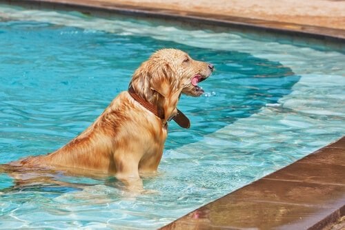 köpeklerin yüzme havuz kullanımı yüzmesi
