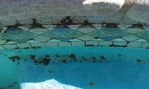 Havuzda Siyah Yosun Oluşması