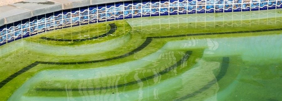 Yosun Nasıl Temizlenir