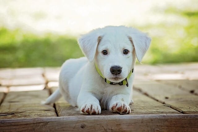 Köpek Havuzu